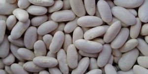 White Kidney Beans