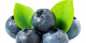 Fresh Blueberry