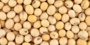 Soya Beans