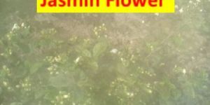 Jasmin Flower
