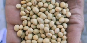 Natural Sorted Clean Soya Bean