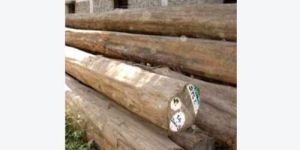 Teak Wood Logs