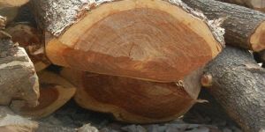 Timber Wood Log