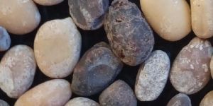 Mucuna Pruriens Seed