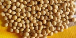 Soyabean Seed