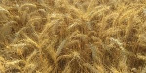 Wheat