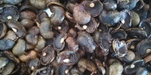 Cashew Shell