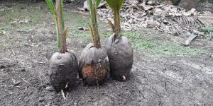 Coconut Seedling Plants