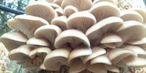 Oyster Mushroom