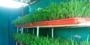 Hydroponic Fodder System