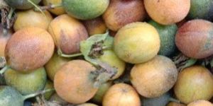 Passion Fruit