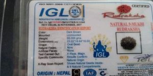 Certified Real Rudraksha 8 Mukhi to 12 Mukhi