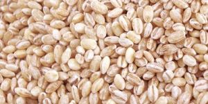 Barley Seeds