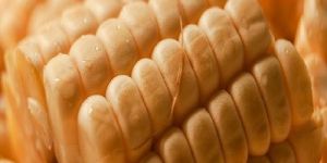Maize Seeds