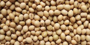 Soya Bean Seeds