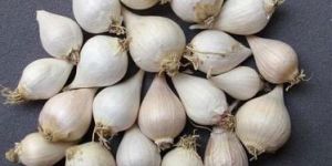 Single Clove Garlic