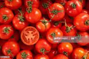 Tomato