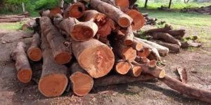 Wood Round Logs