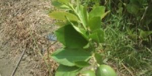 Guava Plant