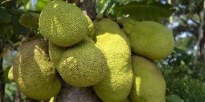 Jackfruit Plant