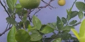Lemon Plant