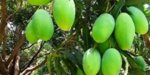 Mango Plants