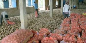 Fresh Chandramukhi Potato