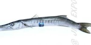 Barracuda Fish