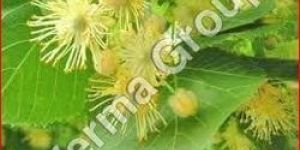 Linden Blossom Absolute Oil