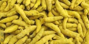Turmeric Finger