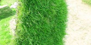 Barmuda Carpet Grass