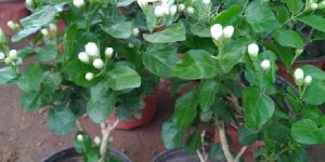 Jasmin Plants