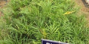 Phoenix Palm Plant