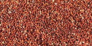 Ragi (Finger Millet)