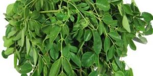 Fresh Drumstick Leaves