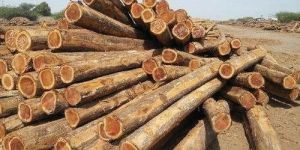 Round Pine Wood Logs