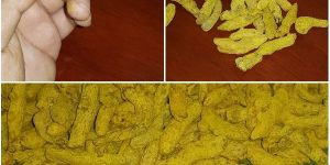 Dried Turmeric Finger
