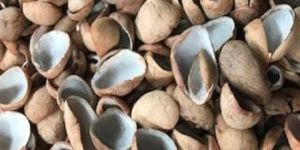 Raw Copra Coconut