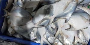 Pomfrets Fish