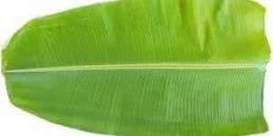 Banana Leaves