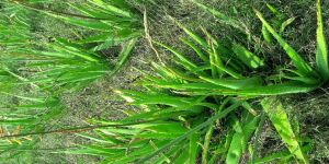 Aloevera Baby Plants