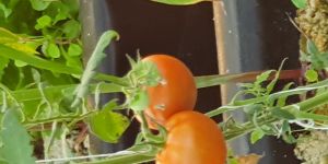 Cherry Tomato