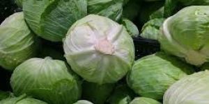 Fresh Cabbage