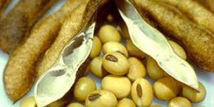 Soybean Seeds