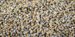 Bajra Seeds