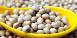 Soybean Seeds
