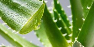Aloe Vera Pulp