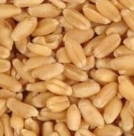 Wheat Grain