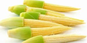 Fresh Baby Corn
