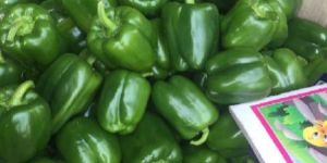 Green Capsicum